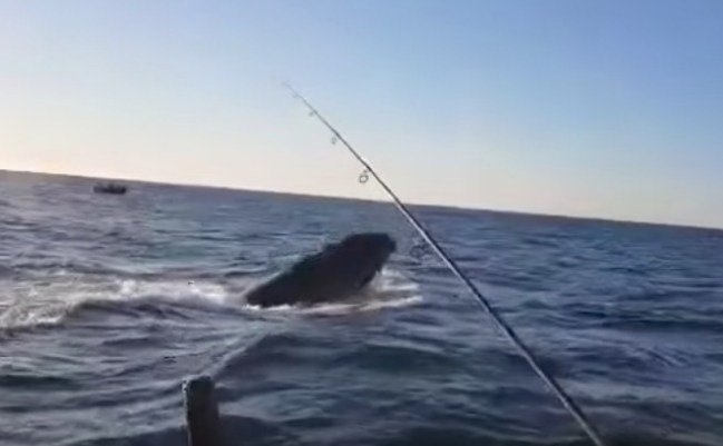 fishing for humpback whales