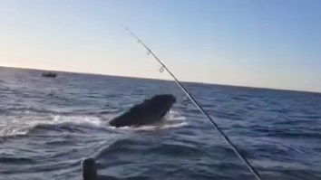 Australian Family Fishing For Snapper Accidentally Hook A Humpback Whale Who Isn’t Happy About It