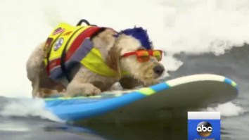 I’m Impressed By How Much This Reporter DGAF About This Awesome Dog Surfing Competition