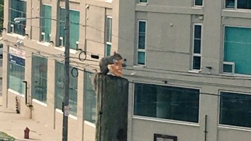 Philly Has A Pizza Squirrel And It’s So Much Better Than The NYC Pizza Rat