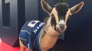 The Patriots Brought A Bunch Of GOATS Into Camp For Tom Brady’s 40th Birthday And It’s Great