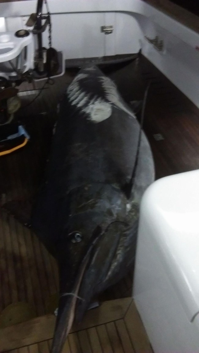 Black Marlin Grander 1,117 pounds fishing Capt Billy Billson