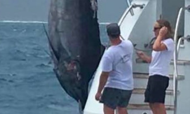 Black Marlin Grander 1,117 pounds fishing Capt Billy Billson