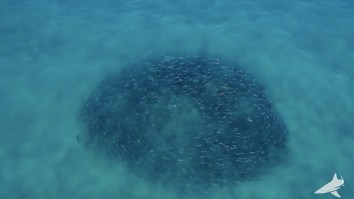 Nature Is Metal: 4K Drone Footage Shows Hundreds Of Sharks Feeding On Thousands Of Giant Bluefish