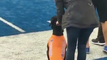 Boise State Football Has A Doggo That Picks Up The Kickoff Tee And He’s Real Darn Good At His Job