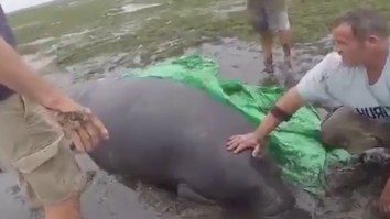 These Heroes Went Out In Hurricane Irma To Rescue Stranded Manatees And Other Exotic Creatures