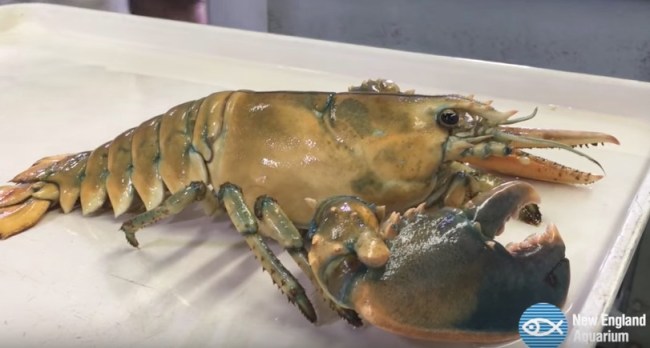 rare yellow lobster 1 in 30 million new england aquarium