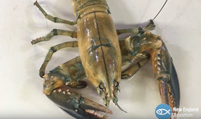 rare yellow lobster 1 in 30 million new england aquarium