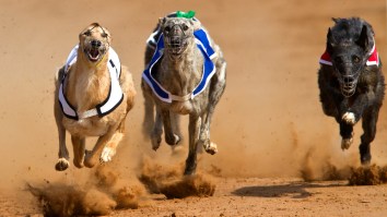 Champion Greyhound Who Took Home Thousands In Race Winnings Tests Positive For…Cocaine?