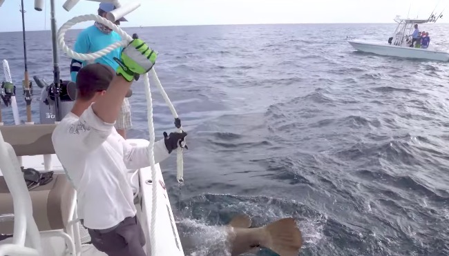 Bros Use Handlines To Catch 300+ Pound Grouper In Epic Fishing