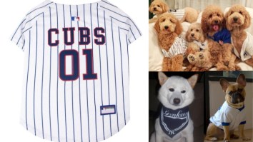 Post Season? More Like Pup SZN. Get Your Dog A MLB Jersey For $15
