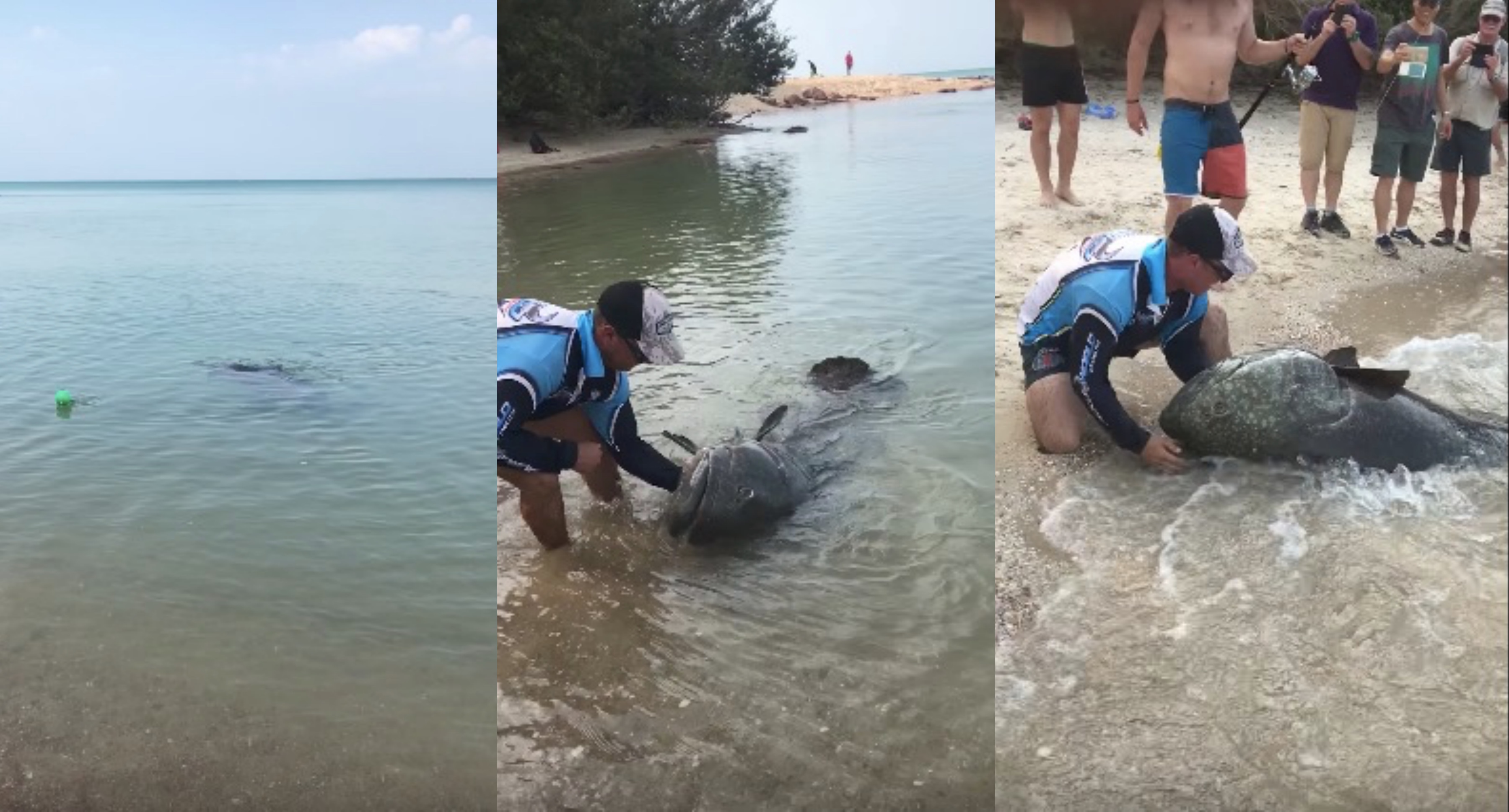 Bros Fishing On The Beach Catch MASSIVE Queensland Grouper Big Enough
To Swallow Your Dog – BroBible