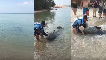 Bros Fishing On The Beach Catch MASSIVE Queensland Grouper Big Enough To Swallow Your Dog
