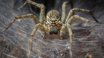 Want To Get Rid Of Spiders In Your House Forever? This Easy Hack Will Make Them Go Bye-Bye
