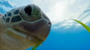 Another ‘Blue Planet II’ Trailer Is Here To Remind You Nature Is Awesome
