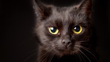 Dude Accidentally Steals His Neighbor’s Cat After Mistaking It As His Own, Hilarity Ensues