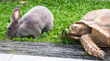 A Tortoise And A Hare Faced Off In Real Life In A Race For The Ages