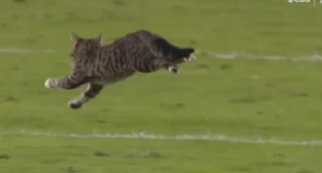Tony Romo Doing Color Commentary Of A Cat Running On The Field Was