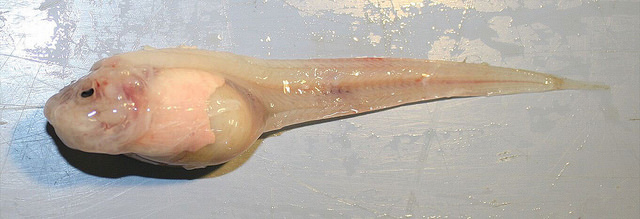 Mariana snailfish.