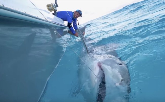 BlacktipH Tiger Shark Fishing Bahamas