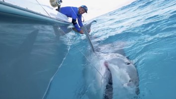 Bro Catches MASSIVE 1,000-Pound Tiger Shark While Bottom Fishing In The Bahamas