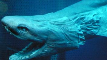 Scientists Find Prehistoric Shark With Bizarre Teeth From 80 Million Years Ago When Dinosaurs Lived