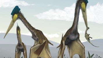 Fossil Of Enormous Flying Monster That Ate Baby Dinosaurs With The Wingspan Of A Plane Discovered
