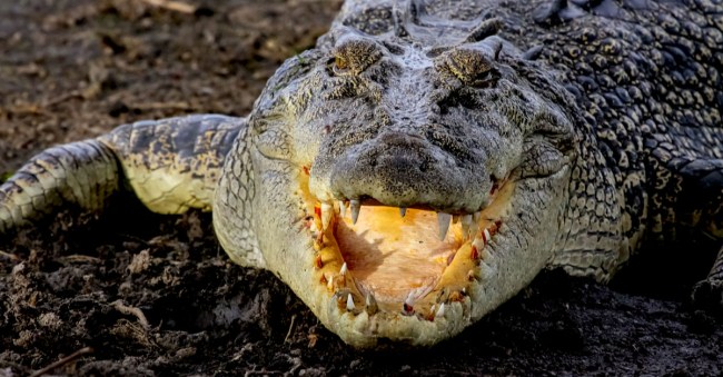 matt wright crocodile wrangler
