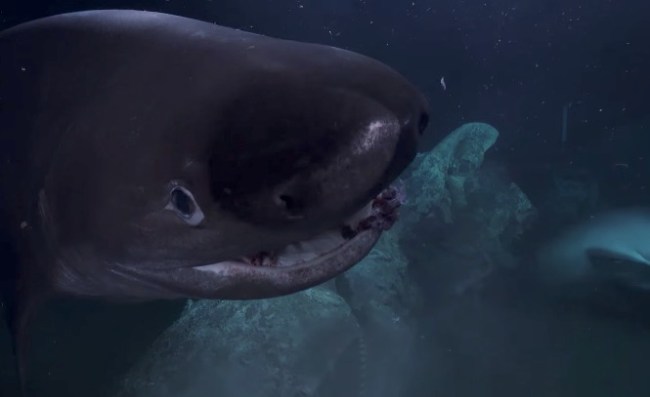shark attacks submarine