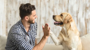Dogs Can Help You Live Longer As If You Needed Another Reason To Get A Dog