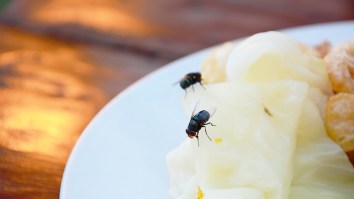 It Turns Out Eating Food That Flies Have Landed On Is A Pretty Bad Idea
