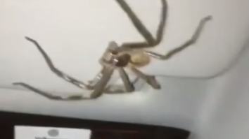 How This Woman Didn’t Crash After Finding A Giant Spider In Her Car While Driving Is A Miracle