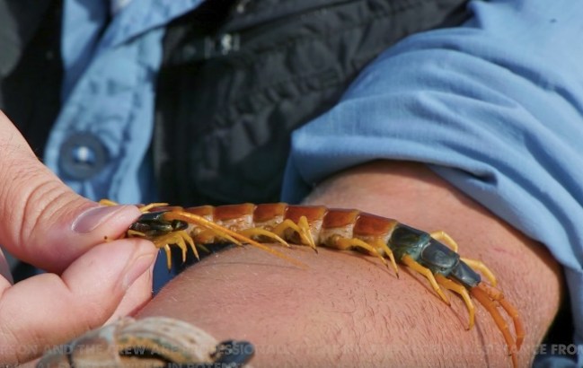 Giant Desert Centipede Bite