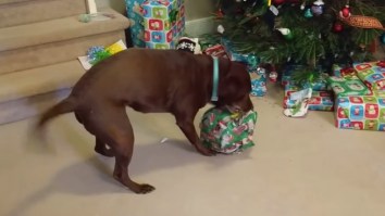 Chocolate Lab Opening A Giant Tennis Ball On Christmas Morning Is The Best Thing You’ll See Today