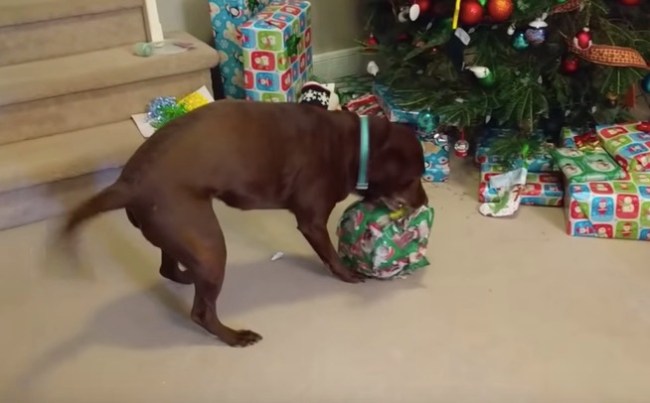 dog opens tennis ball Christmas morning