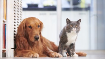Scientists Answer The Age-Old Question: Who’s Smarter–Cats Or Dogs?