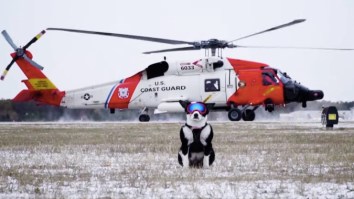 Piper The ‘Aviation Bird Dog’ Protects Planes From Crashing Into Birds And Is Darn Good At The Job