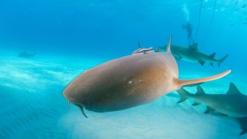 Woman Attacked By Shark On Her Honeymoon Captures Entire Incident With GoPro