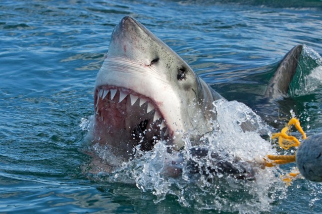 The Gnarliest Great White Shark Encounter From Inside A Diving Cage ...