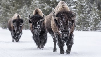 Maps Of Where Bison, Elk, And Cougars Used To Roam America Will Blow Your Damn Mind