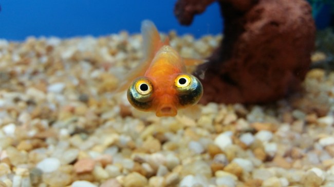 surprised fish