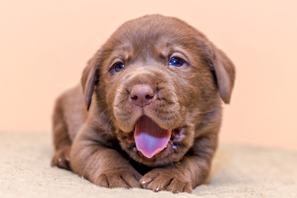 These Are The Top 20 Dog Names Of 2017 And It's Time To See How Basic