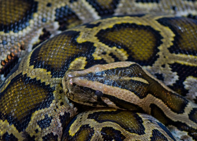 burmese python snake