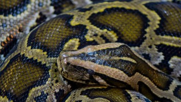 Snake Hunter Finds Record Burmese Python South Of Miami That’s Big Enough To Eat A Fully Grown Man