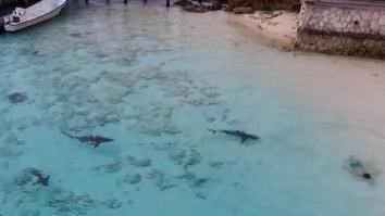 Moment Drone Operator Saves Boy From Swarm Of Sharks Swimming Towards Him In The Bahamas