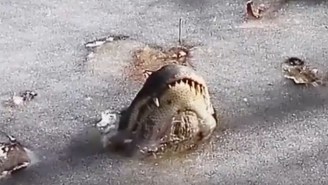 Here’s The Creepy Way Alligators Survive When A Pond Freezes Over (Video)