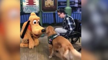Very Happy Service Dog Gets To Meet His Hero Pluto At Disney World
