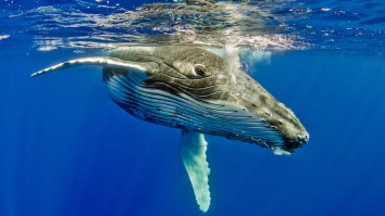WHOA: Humpback Whale Takes Diver Under Its Pectoral Fin To Protect It From A Nearby Tiger Shark