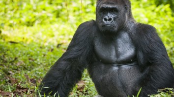 Internet Falls For Fake TV Habits Of President Trump, Now Everyone Wants A Real ‘Gorilla Channel’