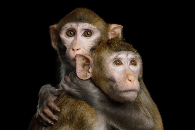 Two Monkeys Rhesus macaque